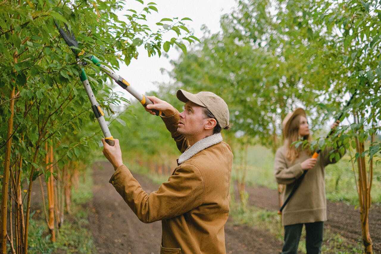 Best Tree Trimming Near Me  in Groves, TX